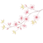 branche de cerisier de printemps en fleurs