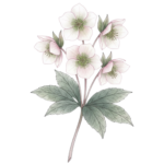 une tige avec 5 fleurs d'hellébore et deux feuilles
