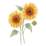deux tiges et fleurs de tournesols